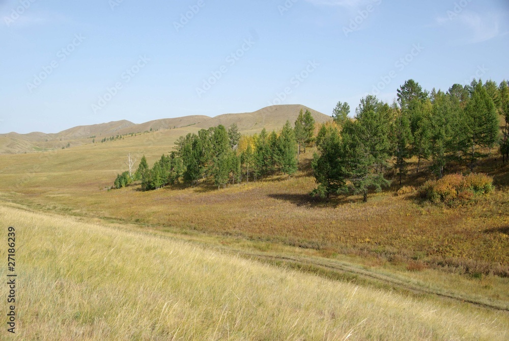 Foret, Mongolie
