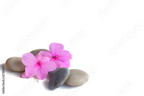 impatiens et galets