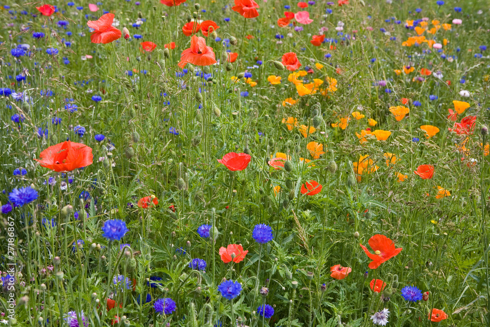 Fototapeta premium Blumen, Hintergrund