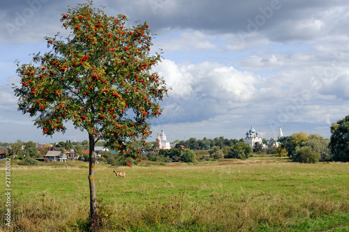 Mountain ash tree on meadow and Russian town Suzdal on horizon