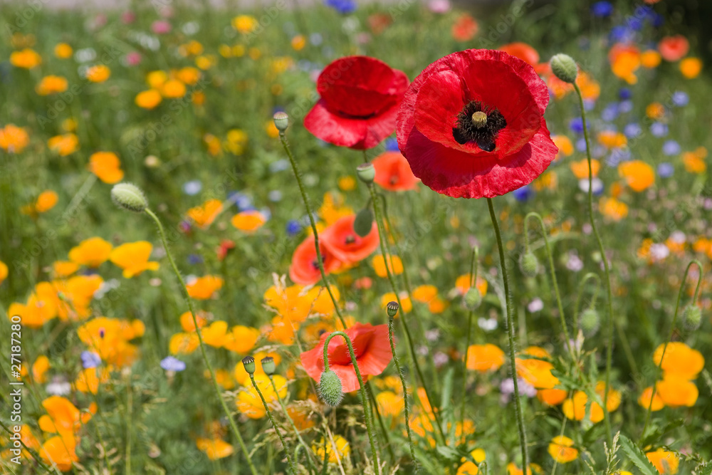 Naklejka premium Blumen, Hintergrund