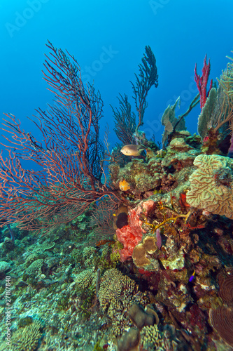 Gorgonian fan