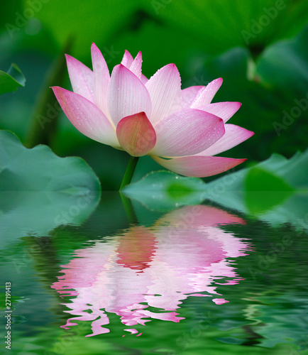 Fototapeta Naklejka Na Ścianę i Meble -  lotus bloom in the pond