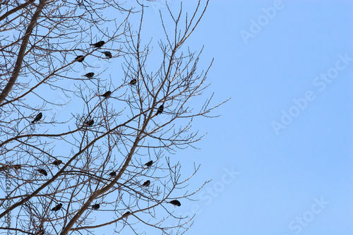 Birds in a Bare Tree