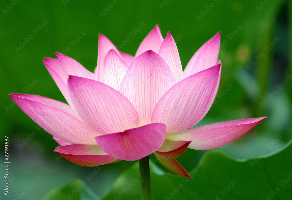 Close-up of beatiful pink lotus