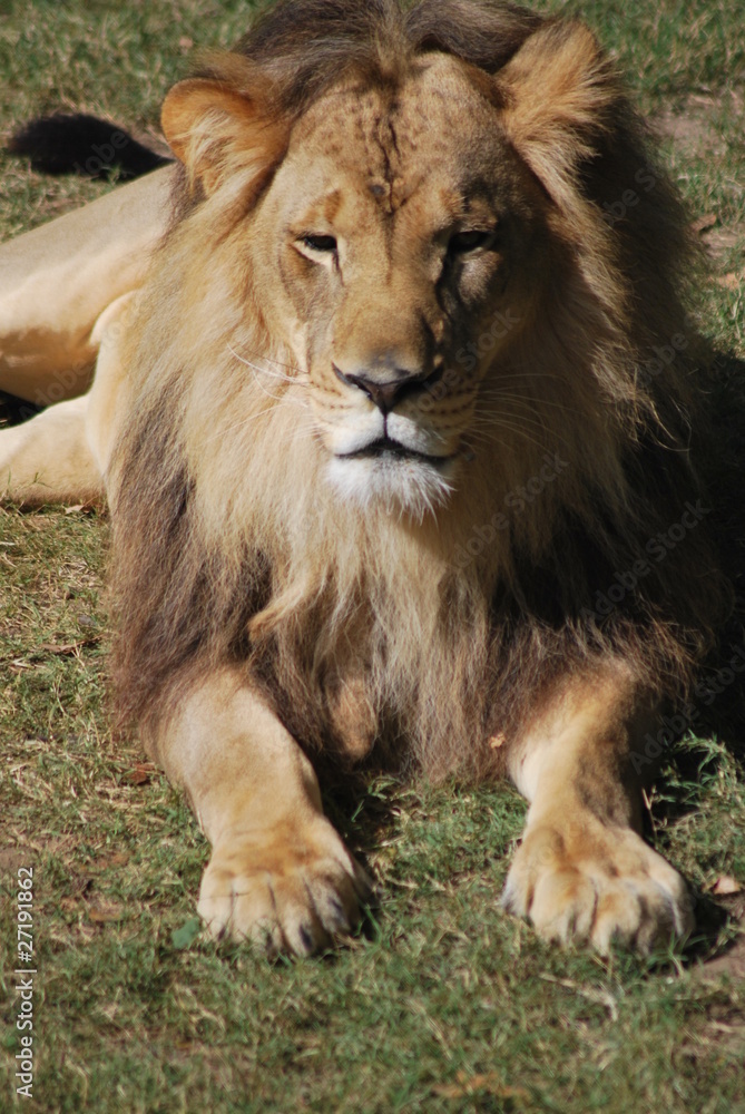 Fototapeta premium Lion
