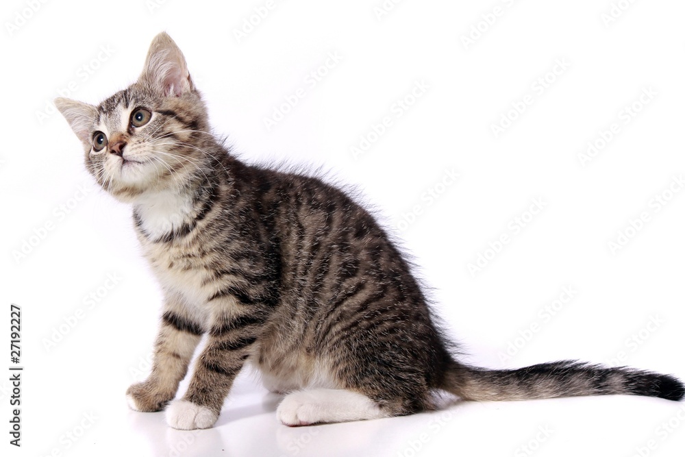 neugierige kleine Katze sitzend neugierige kleine Katze sitzend