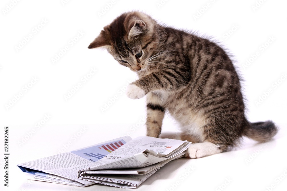 Fototapeta premium kleine Katze zeigt mit Pfote die Zeitung