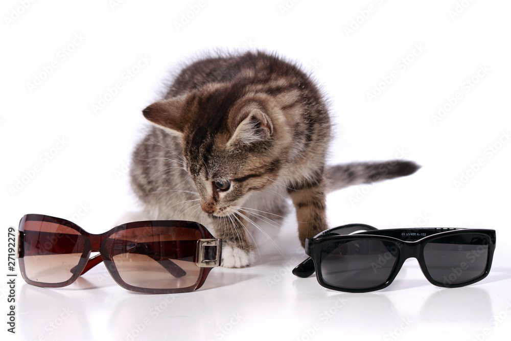 kleine Katze sucht sich Sonnenbrille aus