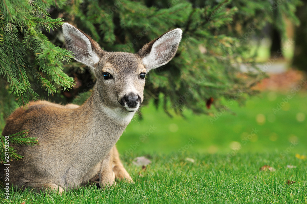 baby deer baby deer