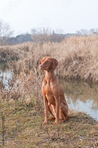 Hungarian Vizsla Dog Sitting Beside a Creek