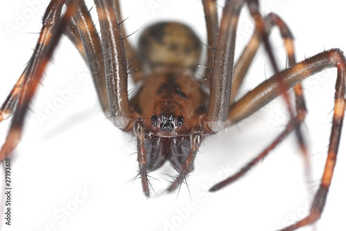 Obraz na plátně European cave spider (Meta menardi) isolated on white