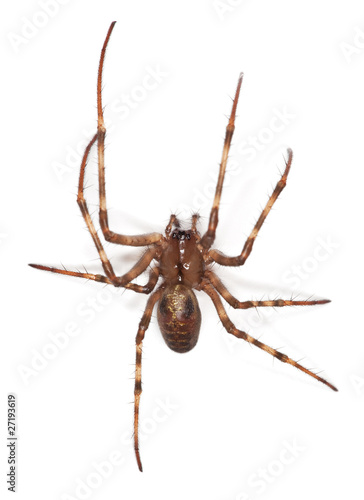 European cave spider (Meta menardi) isolated on white