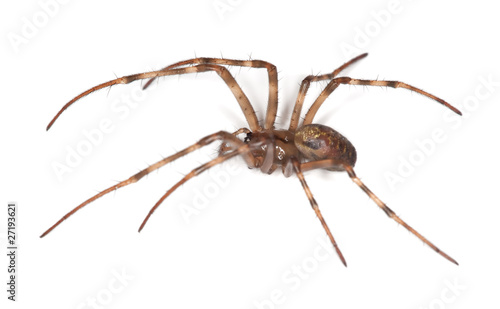 European cave spider (Meta menardi) isolated on white