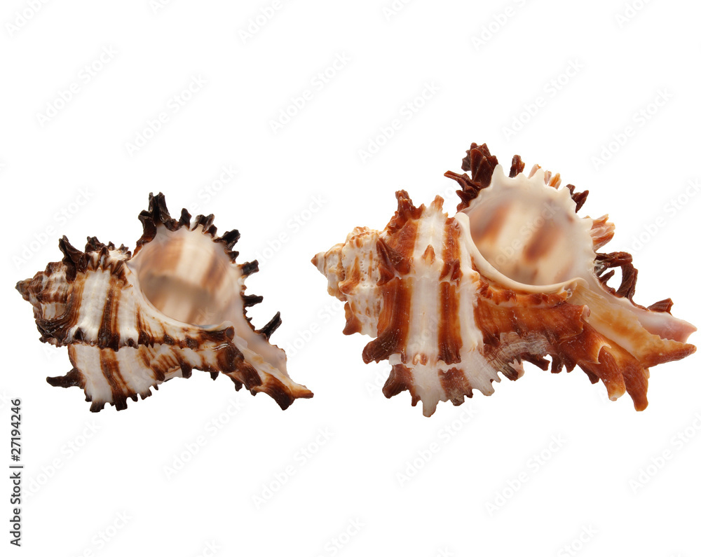 Seashells Seashells