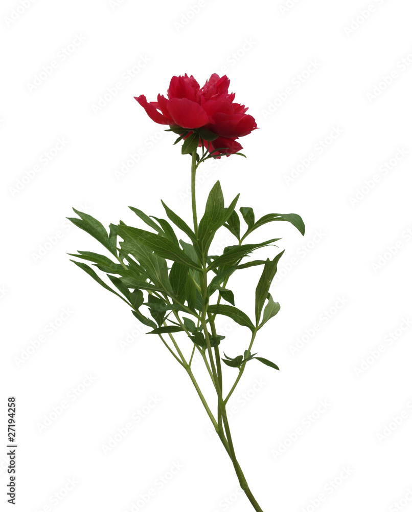 Long stem flower of red peony with leaves on white background Long stem flower of red peony with leaves on white background