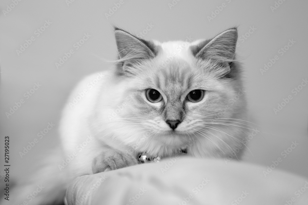 Obraz premium ragdoll