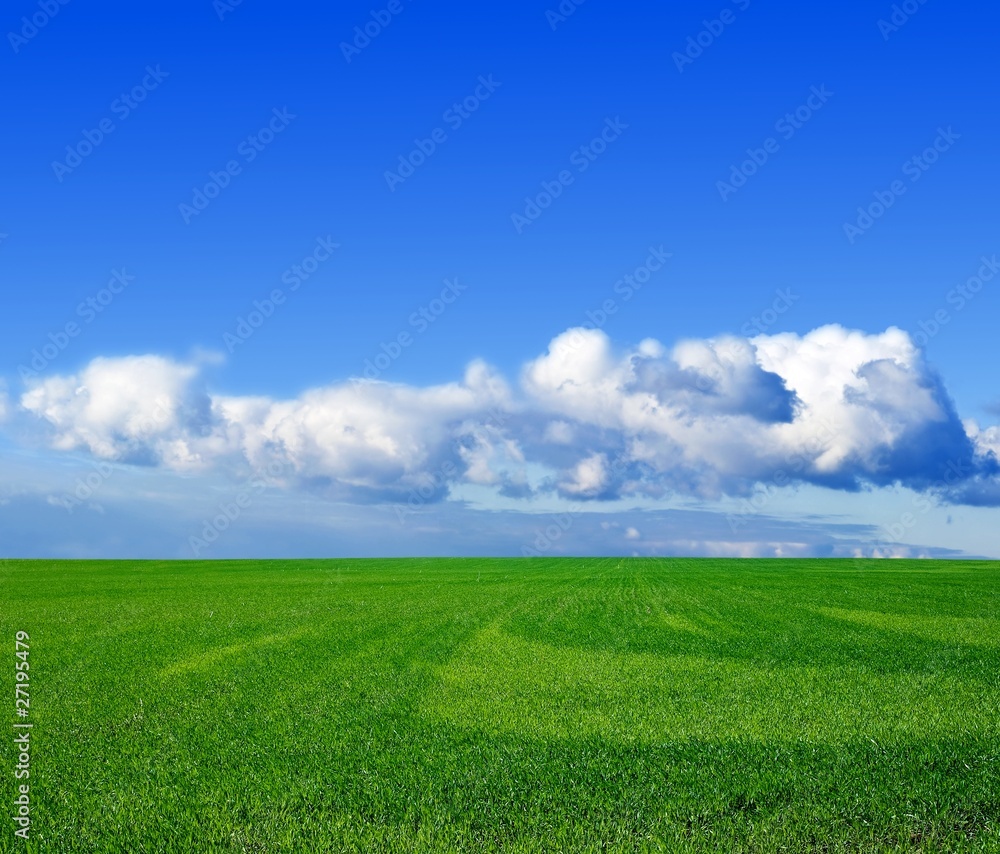 green wheat field under a clouds
