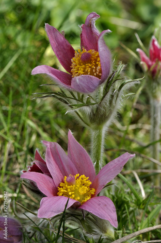 Pulsatilla vulgaris / Anémone pulsatille photo