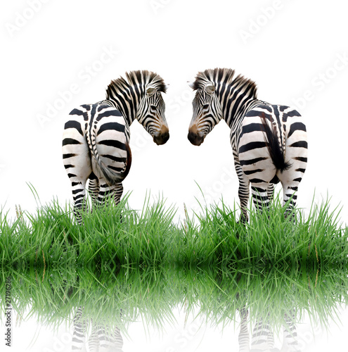 Fototapeta Naklejka Na Ścianę i Meble -  zebra with green grass isolated