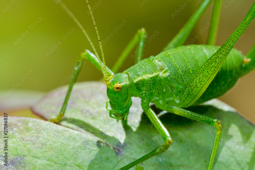 Katydid Katydid
