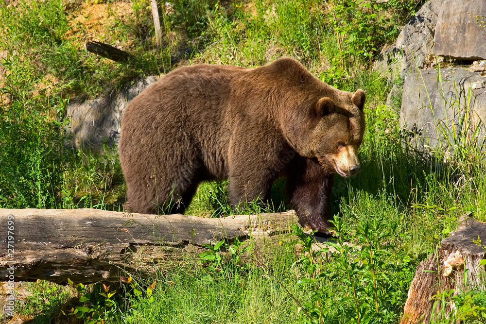 European brown bear in the national park (Switzerland). European brown bear in the national park (Switzerland).