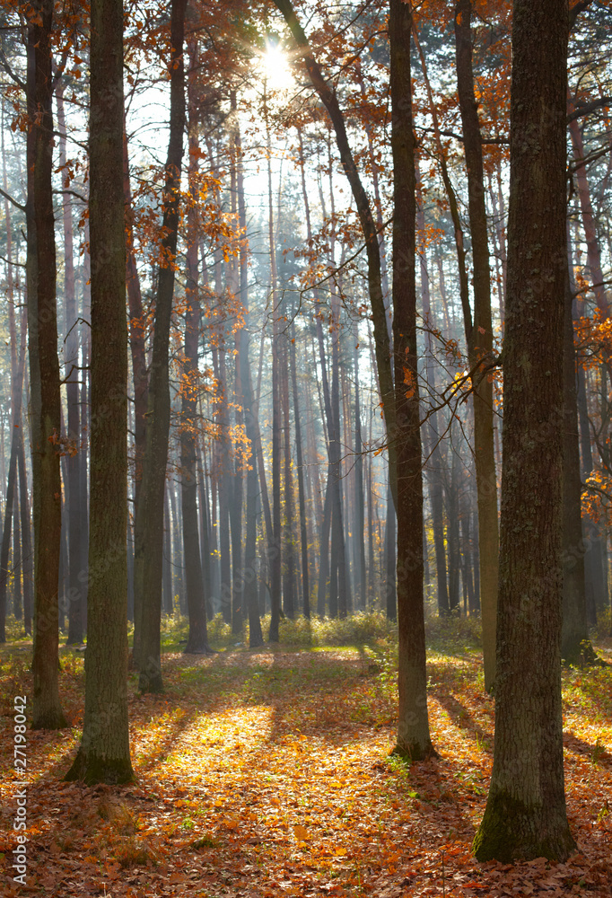 Fototapeta premium Autumn forest