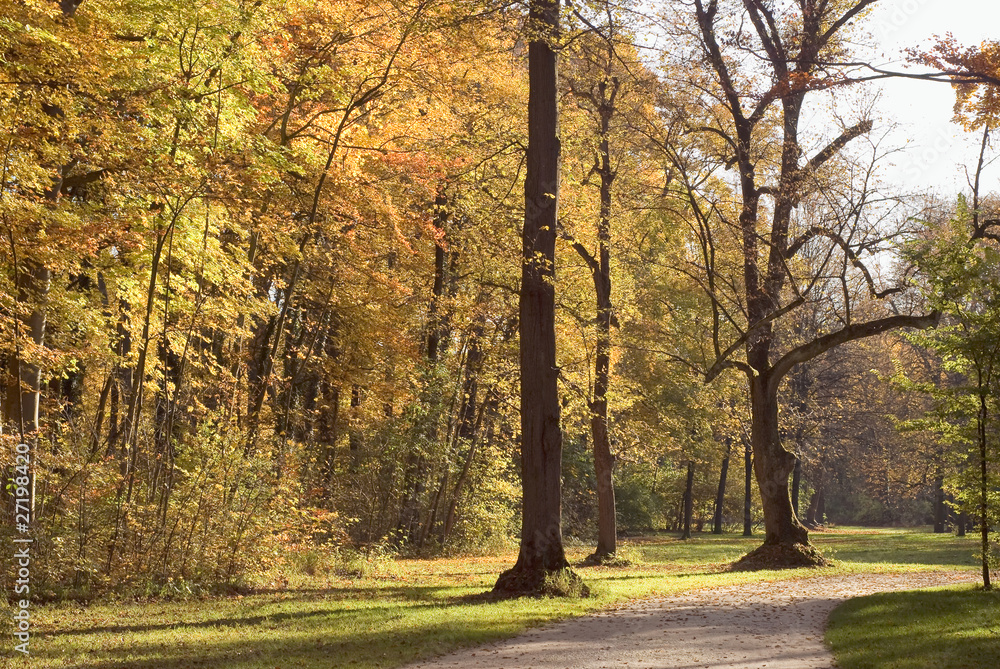Naklejka premium Forest Walkway with Autumn Colors