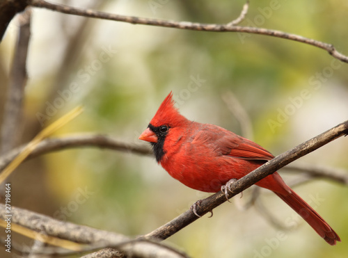 Male Northern Cardinal, Cardinalis cardinalis