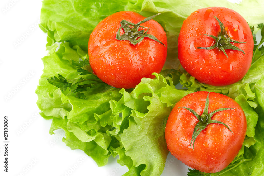 Tomatoes and lettuce on the white background Tomatoes and lettuce on the white background