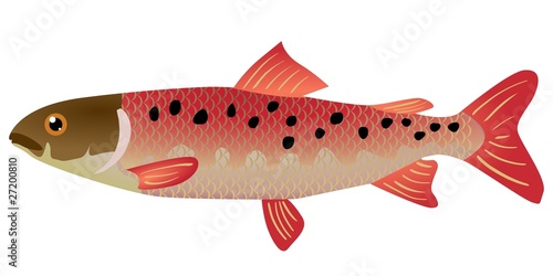 lenok fish