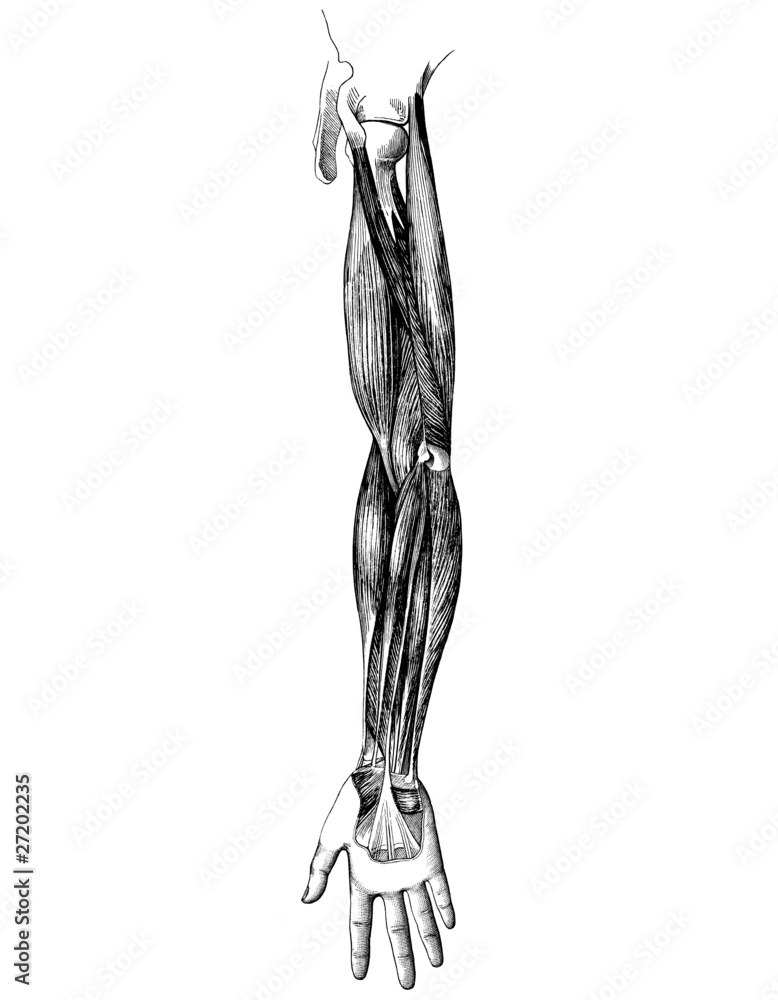arm_4 arm_4