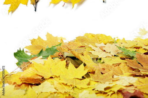 Many leaves on a white background.