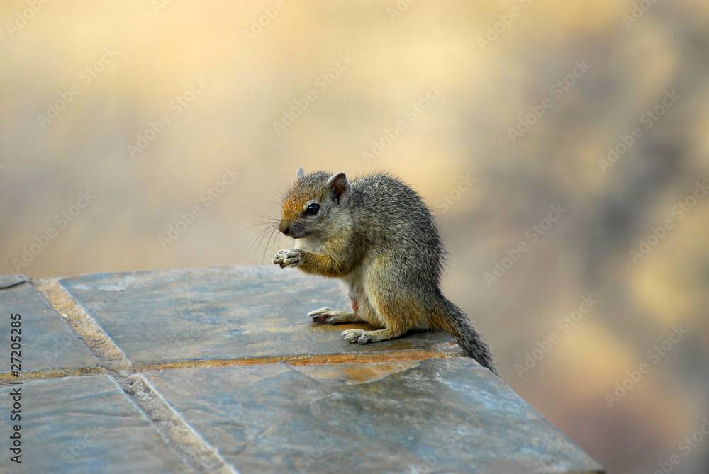 Fototapeta premium Erdhörnchen sitzend