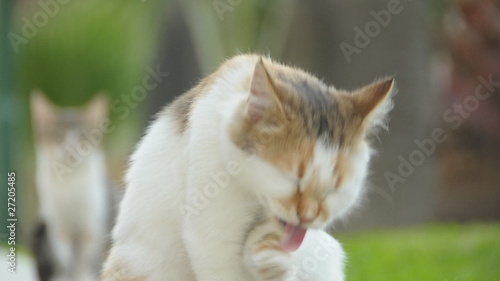cat