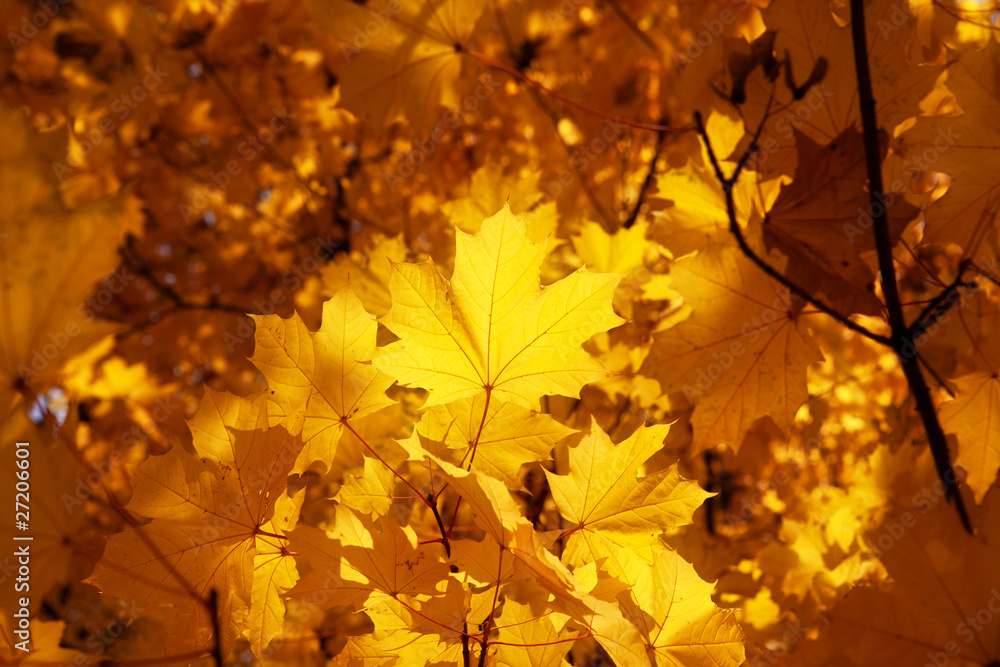 herbst herbst