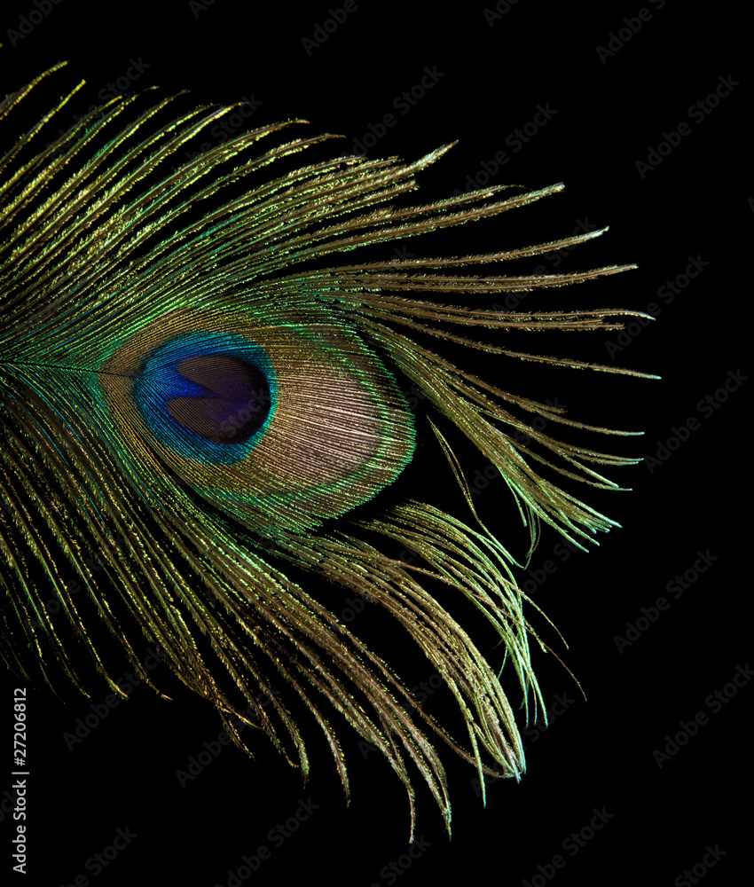 single peacock feather tip isolated on black background; Stock Photo |  Adobe Stock
