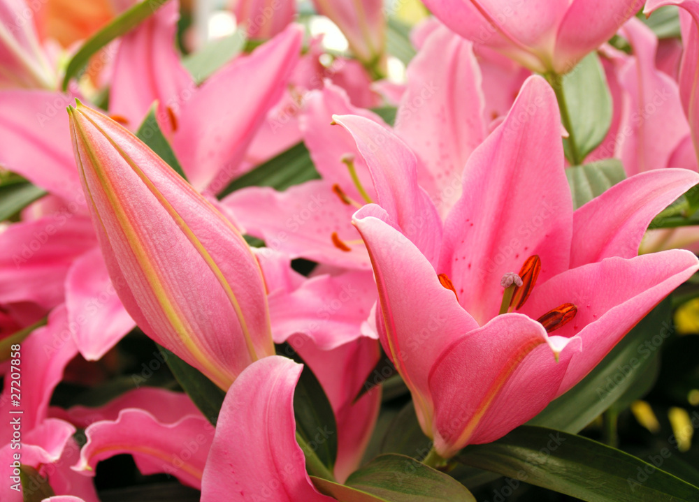 Lilies Lilies