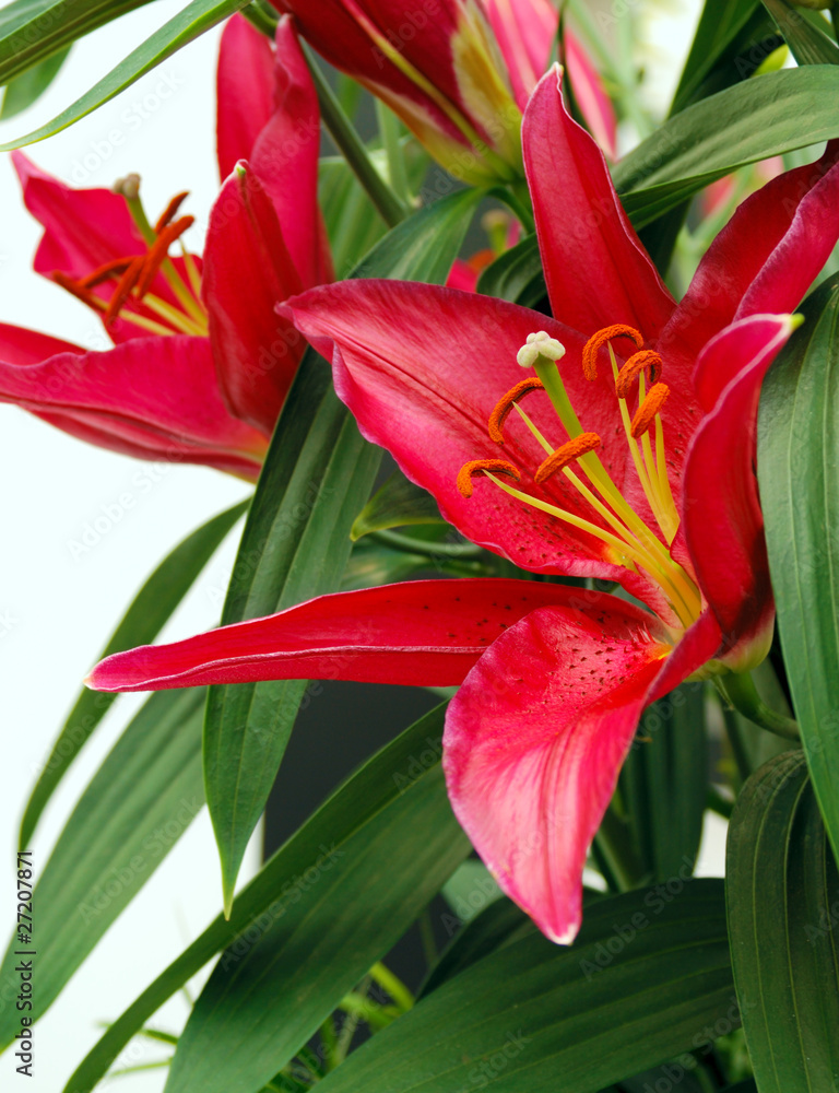 Lilies Lilies