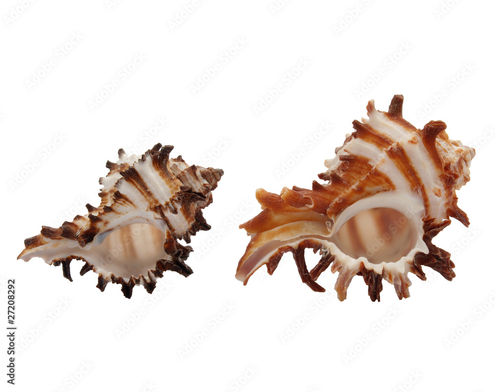 Seashells Seashells
