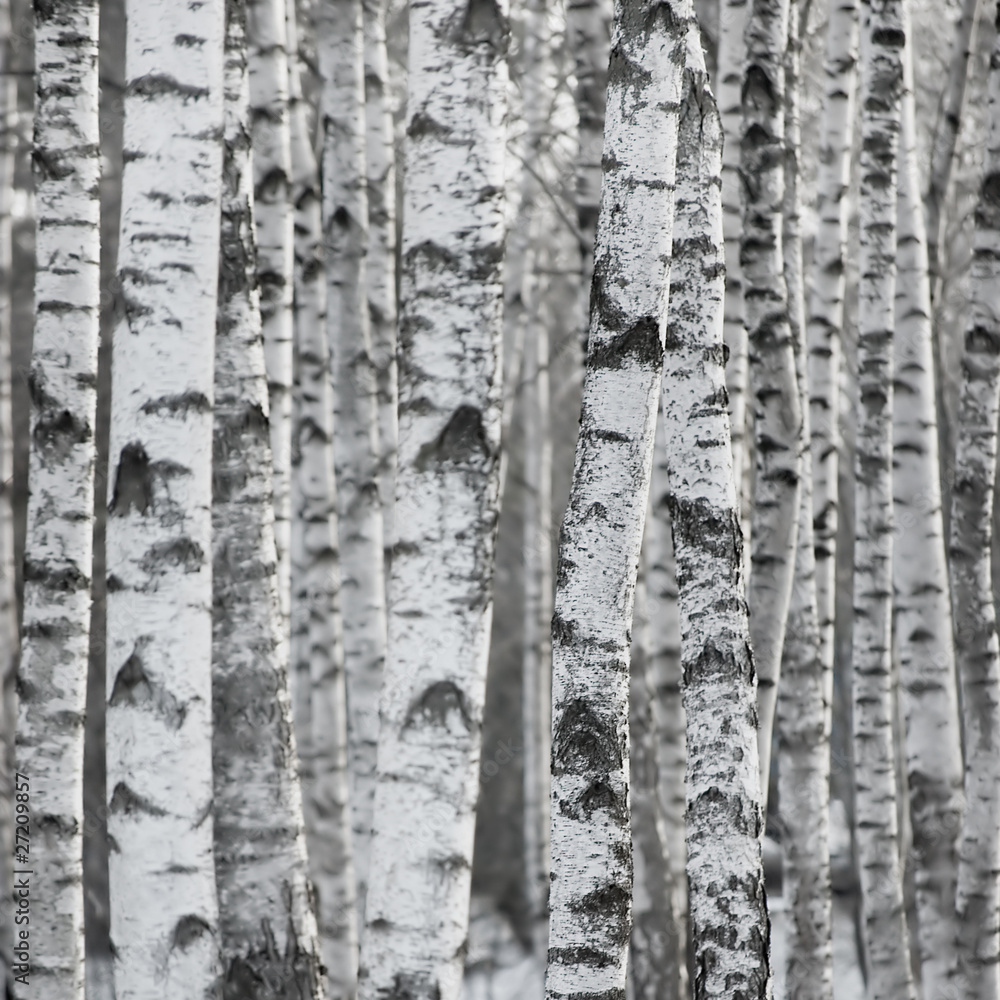 Naklejka premium Winter Birch Tree Forest Background