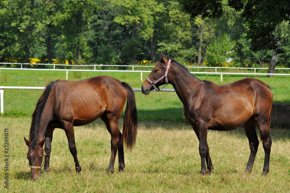 young horses