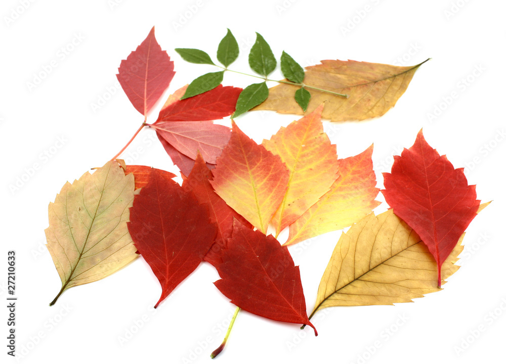 Fototapeta premium Twigs with color autumn leaves