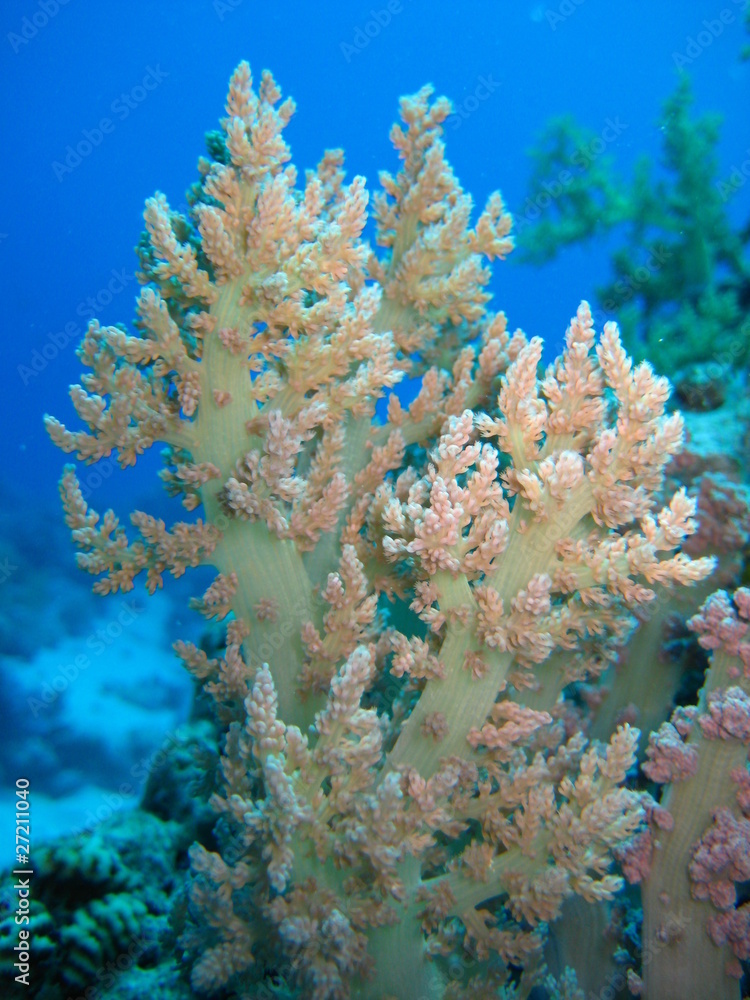 Fototapeta premium Miękki koral