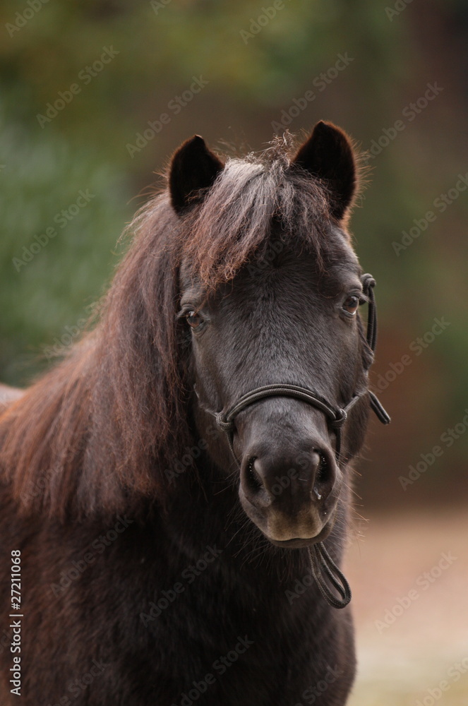 Obraz premium Shettland Pony frontal