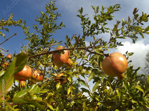 La branche du grenadier