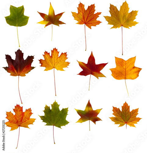 Colorful leaves collection