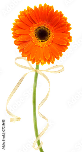 orange gerbera with bow isolated on white