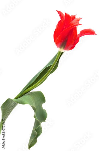 Bilde på lerret Tulip Dolls Minuet isolated on white