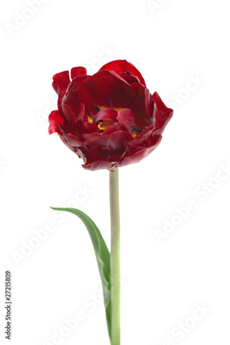 burgundy Double Peony Tulip isolated on white